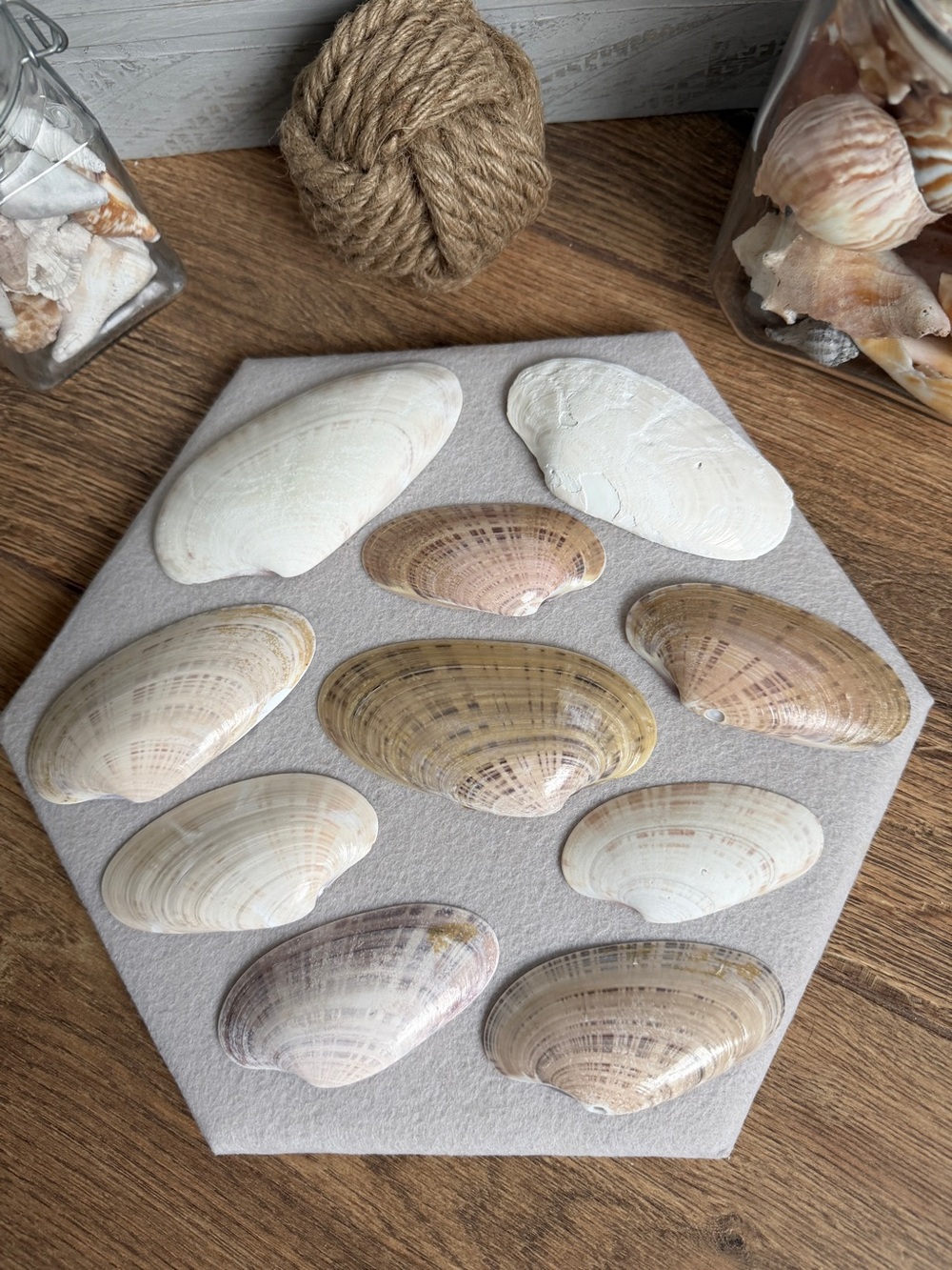 DIY Sunray Venus Clam Shells for Decoupage – Set of 10 | Natural Craft Shells